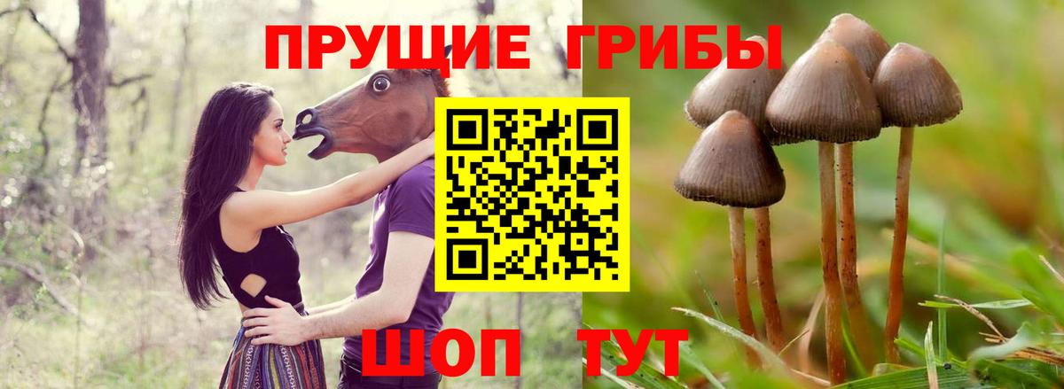 Нижний Тагил  цены наркотик  Вход с VPN  Псилоцибиновые грибы GOLDEN TEACHER  Псилоцибиновые грибы GOLDEN TEACHER 